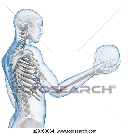Stock Illustration - Person holding human skull, illustration. Fotosearch