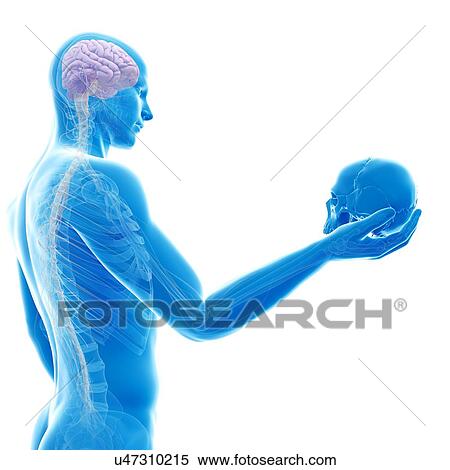 Stock Illustration - Person holding human skull, illustration. Fotosearch