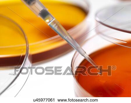 Stock Image - Petri dishes and pipette. Fotosearch