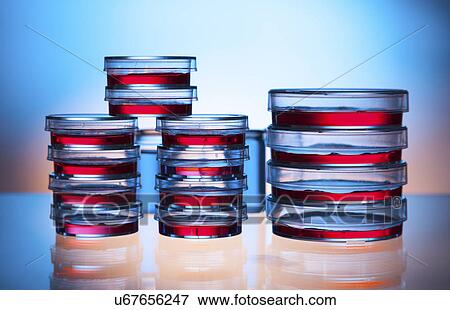Petri dishes View Large Photo Image Stock Photo - Petri dishes. Fotosearch