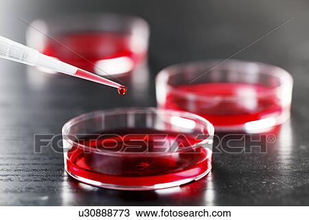 Stock Image - Pipetting red liquid into a petri dish. Fotosearch