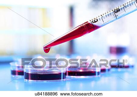 Pipetting red liquid into a petri dish View Large Photo Image Stock Photograph - Pipetting red liquid into a petri dish. Fotosearch