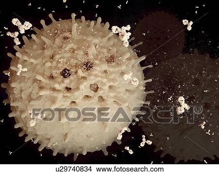 Plasma cell and antibodies, illustration View Large Illustration Stock Illustration - Plasma cell and antibodies, illustration. Fotosearch