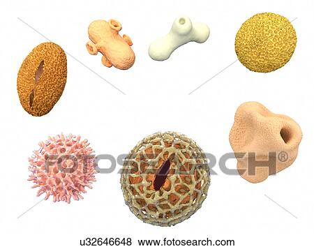 Pollen grains, illustration View Large Illustration Stock Illustration - Pollen grains, illustration. Fotosearch