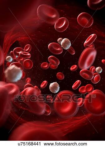 Red and white blood cells, illustration View Large Illustration Clip Art - Red and white blood cells, illustration. Fotosearch