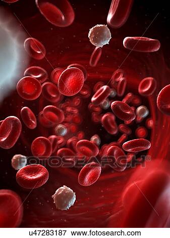 Stock Illustration - Red and white blood cells, illustration. Fotosearch