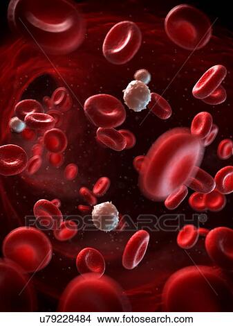 Stock Illustration - Red and white blood cells, illustration. Fotosearch