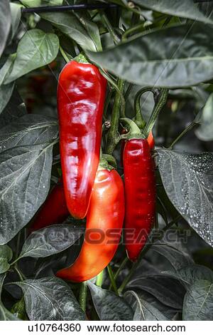 red peppers grow on a bush View Large Photo Image Stock Image - red peppers grow on a bush. Fotosearch