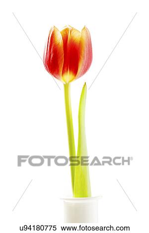 Stock Photography - Red tulip. Fotosearch