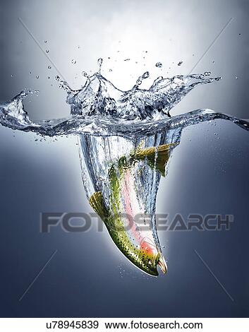 Salmon splashing into water, artwork View Large Illustration Stock Illustration - Salmon splashing into water, artwork. Fotosearch