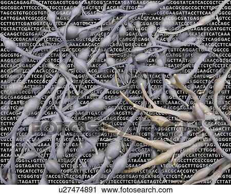 Stock Image - Seaweed and its DNA. Fotosearch