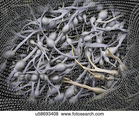 Stock Photo - Seaweed and its DNA. Fotosearch