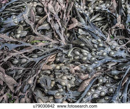 Stock Image - Seaweed. Fotosearch