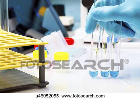 Seedlings inside test tubes View Large Photo Image Stock Photography - Seedlings inside test tubes. Fotosearch
