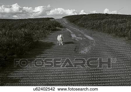 Stock Image - Sheep and its DNA. Fotosearch