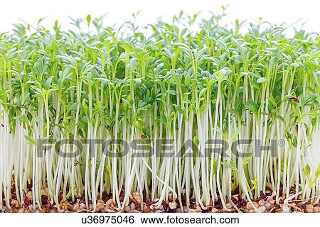 Sprouting plants View Large Photo Image Stock Photograph - Sprouting plants. Fotosearch