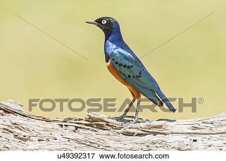 Superb Starling (Lamprotornis superbus) View Large Photo Image Stock Photo - Superb Starling (Lamprotornis superbus). Fotosearch