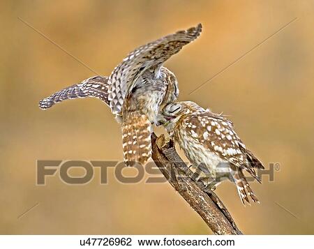 The Little Owl (Athene noctua) View Large Photo Image Stock Image - The Little Owl (Athene noctua). Fotosearch