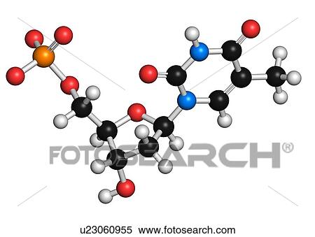 Stock Illustration - Thymidine monophosphate molecule. Fotosearch