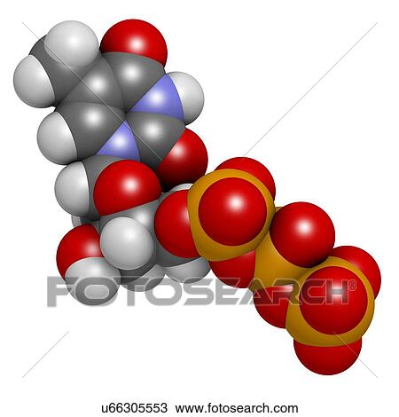 Drawing - Thymidine triphosphate molecule. Fotosearch