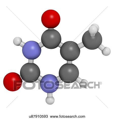 Drawing - Thymine nucleobase molecule. Fotosearch