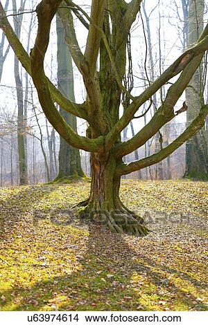 Tree trunk in the sunlight View Large Photo Image Picture - Tree trunk in the sunlight. Fotosearch