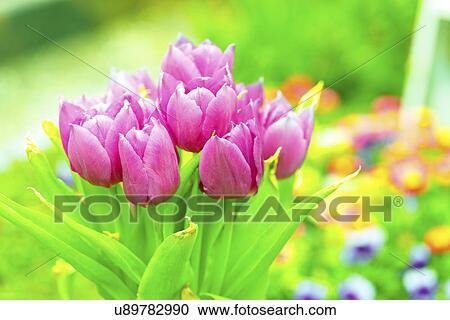 Tulips View Large Photo Image Stock Image - Tulips. Fotosearch
