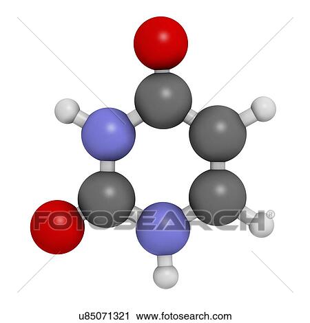 Uracil nucleobase molecule View Large Illustration Clip Art - Uracil nucleobase molecule. Fotosearch