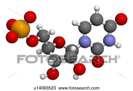 Drawing - Uridine monophosphate nucleotide molecule. Fotosearch