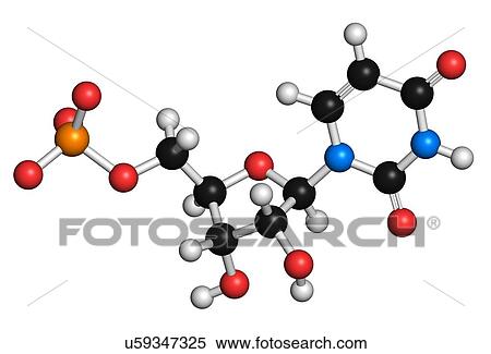 Stock Illustration - Uridine monophosphate nucleotide molecule. Fotosearch