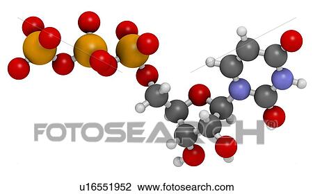Drawing - Uridine triphosphate nucleotide molecule. Fotosearch