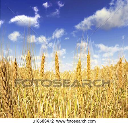 Drawing - Wheat field against a blue sky, artwork. Fotosearch