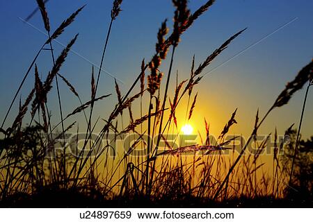 Stock Photo - Wheat field in sunrise. Fotosearch