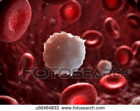 White blood cell, illustration View Large Illustration Drawing - White blood cell, illustration. Fotosearch