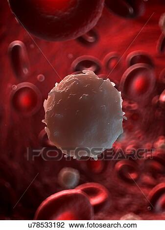 White blood cell, illustration View Large Illustration Drawing - White blood cell, illustration. Fotosearch