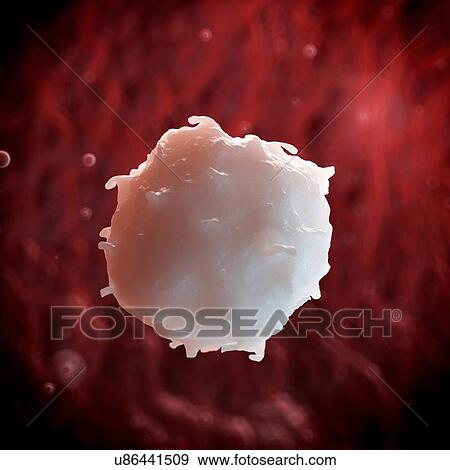 White blood cell, illustration View Large Illustration Stock Illustration - White blood cell, illustration. Fotosearch