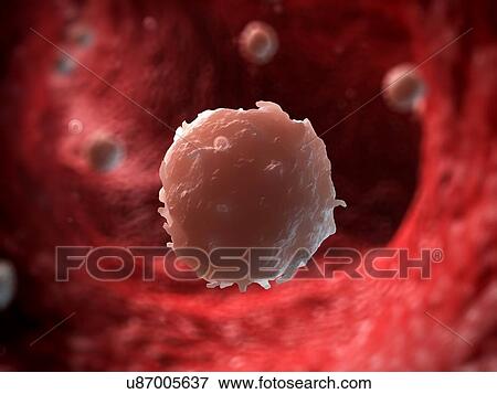 White blood cell, illustration View Large Illustration Stock Illustration - White blood cell, illustration. Fotosearch