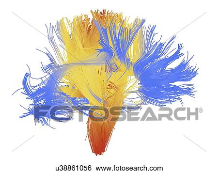 White matter fibres of the human brain View Large Photo Image Stock Photograph - White matter fibres of the human brain. Fotosearch