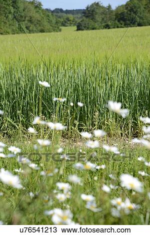 Wildflowers and wheat field View Large Illustration Drawing - Wildflowers and wheat field. Fotosearch