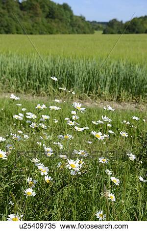 Stock Illustration - Wildflowers and wheat field. Fotosearch