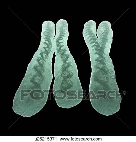 Clip Art - X and y chromosome, artwork. Fotosearch