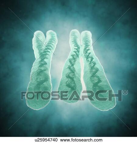 X and y chromosome, artwork View Large Illustration Clipart - X and y chromosome, artwork. Fotosearch