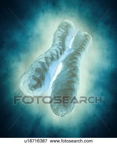 X chromosome, artwork View Large Illustration Stock Illustration - X chromosome, artwork. Fotosearch