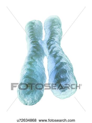 X chromosome, artwork View Large Illustration Stock Illustration - X chromosome, artwork. Fotosearch