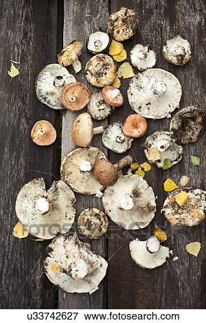 Assortment of wild mushrooms on wooden floor View Large Photo Image Stock Photo - Assortment of wild mushrooms on wooden floor. Fotosearch