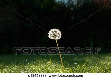 Backlit dandelion clock on garden lawn View Large Photo Image Stock Image - Backlit dandelion clock on garden lawn. Fotosearch