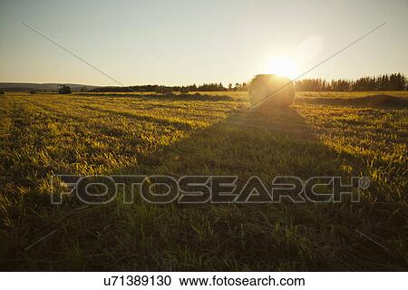 Stock Image - Bales of hay on field, Sarsy village, Sverdlovsk region, Russia. Fotosearch