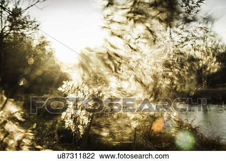 Close up of blurred long grasses on riverbank View Large Photo Image Stock Image - Close up of blurred long grasses on riverbank. Fotosearch