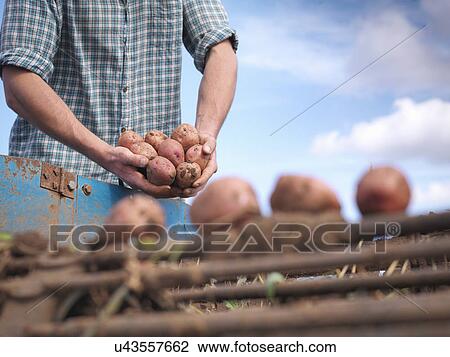 Close up of farmer holding crop of organic potatoes View Large Photo Image Stock Image - Close up of farmer holding crop of organic potatoes. Fotosearch