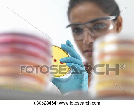 Close up of female scientist examining cultures in petri dish in microbiology lab View Large Photo Image Picture - Close up of female scientist examining cultures in petri dish in microbiology lab. Fotosearch
